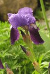 IMG_5717A.jpg