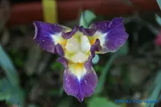 Jippy Skippy 20cm.jpg