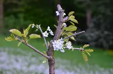 DSC_2054.jpg