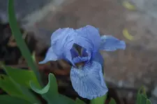 Nana hellblau.JPG