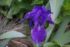 Nana violett.webp