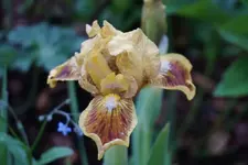 Orange  Amber.webp