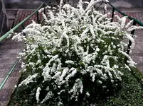 2015-04-28   Spiräe Himmelsleiter.webp