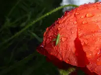P1360005.webp
