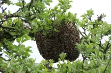 100_0368.webp