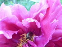 P1350570.webp
