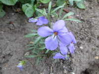 P1360408.webp