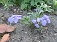 P1360640.webp