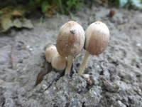 P1360410.webp
