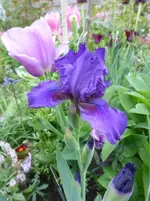 P1360380.webp