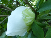 P1360620.webp