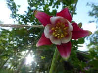 P1360610.webp