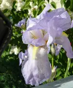 iris.jpg