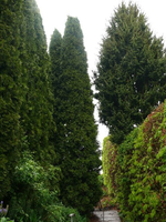 k-P1080992.webp