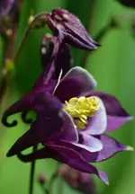 ake.webp