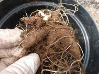 P1360600.webp