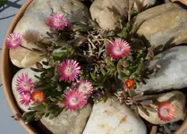 DelospermaRosalie.webp