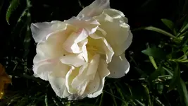 20150507_182526.webp