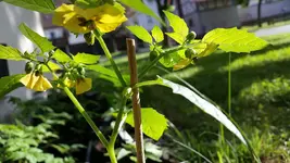 Tomatillo.webp
