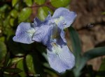 IMG_7315.jpg