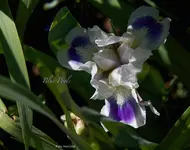 IMG_7332.jpg