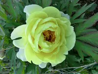 CIMG0234.webp