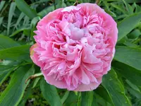 CIMG0231.webp