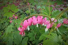 DSCF0744 (2).webp