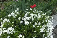 DSCF0749.webp