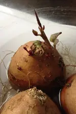 Süsskartoffel.webp