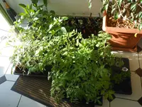 DSCN2308.webp