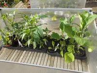 DSCN2310.webp