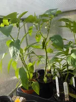 DSCN2311.webp