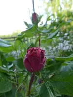 P1360860.webp