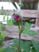 P1360867.webp