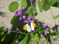 P1360490.webp