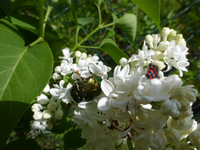 P1350277.webp