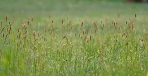 Gräser.webp