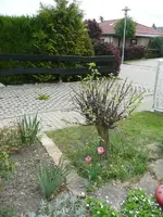 Mandelbaum nachher.webp