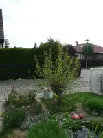 Mandelbaum vorher.webp