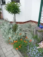 Rosenstämmchen.webp