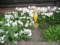 Schleifenblume u.Anemone.webp