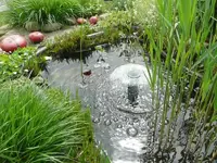 Teich2.webp