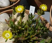 DelospermaRiceSun.webp