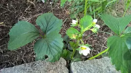 Erdbeere 01.webp