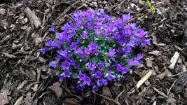 Glockenblume.webp