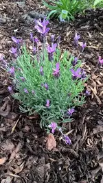 Lavendel 01.webp