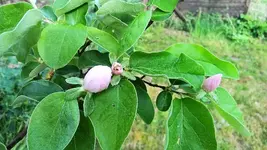 Quittenblüte 01.webp