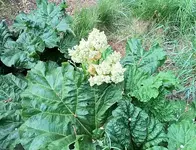Rhabarberblüte.webp