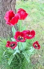 Tulpen 03.jpg